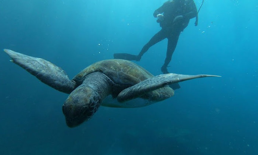 Image 6: Hasta 24% de dto. en Submarinismo en Scuba Point Diving Tenerife