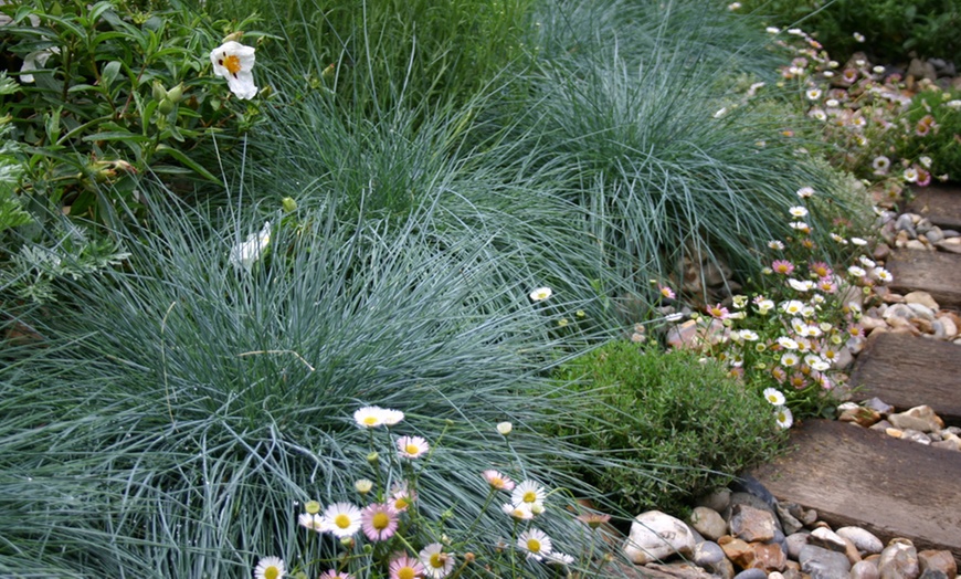 Image 3: Ornamental Grass Collection – 3 or 6 Potted Plants