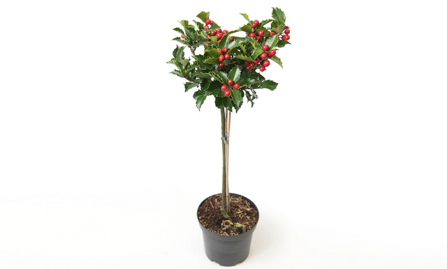 Image 7: One or Two Holly Standard Potted Plants