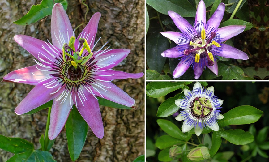 Image 1: Passion Flower Collection 3 Varieties - 1 or 3 Potted Plants
