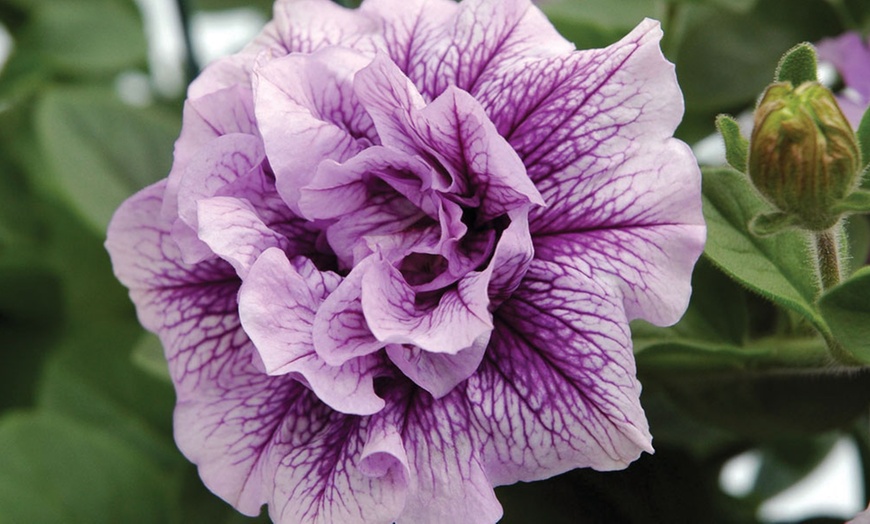 Image 4: Scented Petunia Frills and Spills, 5, 10 or 20 Plants