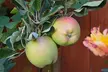 Orchard Fruit Tree Collection - Apple Braeburn, Golden Delicious and Pear Conference - Image 5