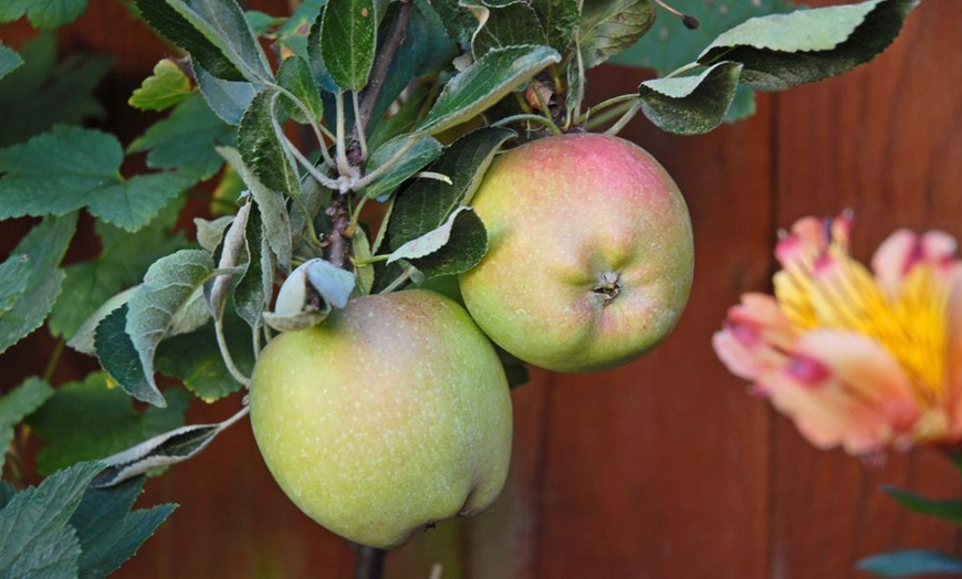 Image 5: Orchard Fruit Tree Collection