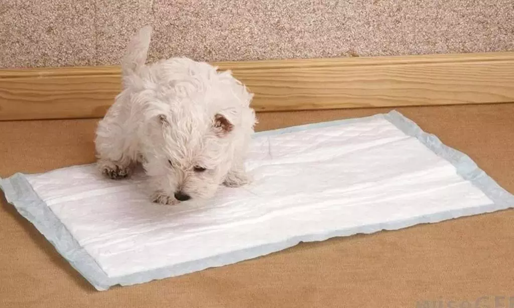 Lot de 20 ou 40 tapis de propreté pour chien - Primary Image