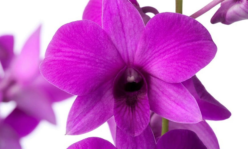 Image 4: Orchidées Dendrobium sa-nook