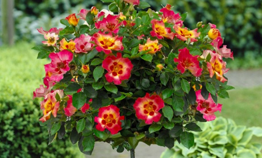 Image 9: Standard Rose Tree