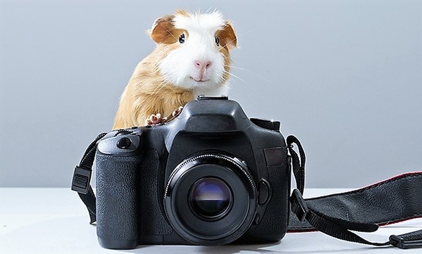 Image 1: Shooting pour animal avec photos retouchées