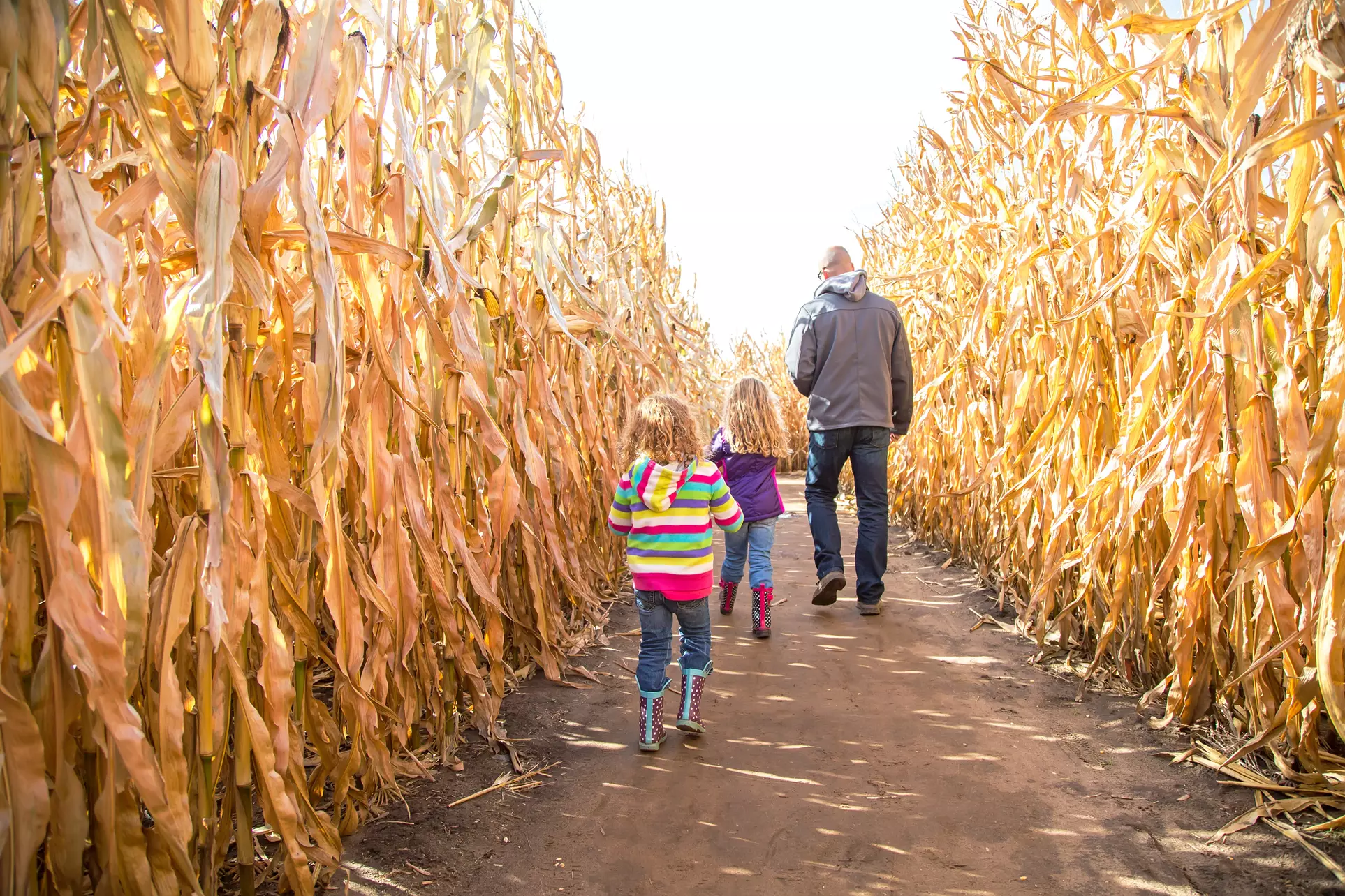 Explore White Pine Berry Farm's Fall Fun with Corn Maze Adventures and All Access Pass, saving up to 25% - Primary Image