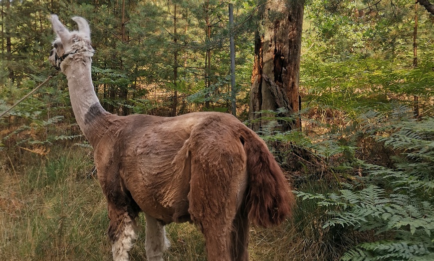 Image 5: Alpaka-Parcouring auf der Weide