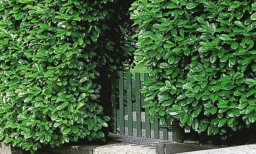 Image 1: 12 Cherry Laurel Hedge Plants