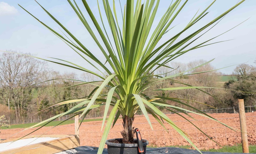 Image 1: One or Two Cordyline Australis Verde Plants in 17cm Pot