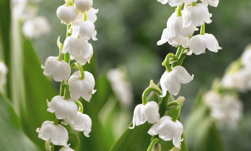 Image 3: Lily of the Valley Pips - 7, 14 or 28 Plants