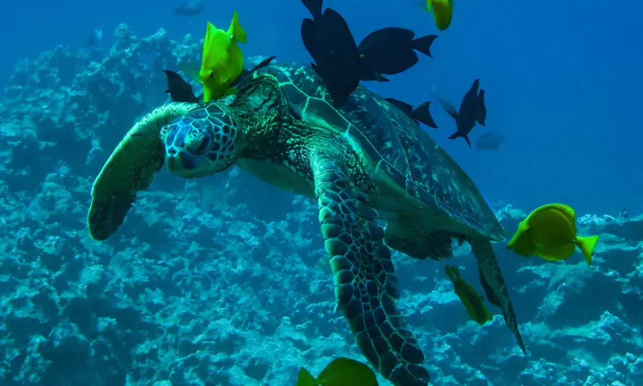 Snorkeling Tour for One, Two, Four, or Six from Oceanic Patrol (Up to 28% Off) - Primary Image