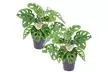 Lot de 2 plantes Monstera Monkey Mask, livrées avec pot - Image 3