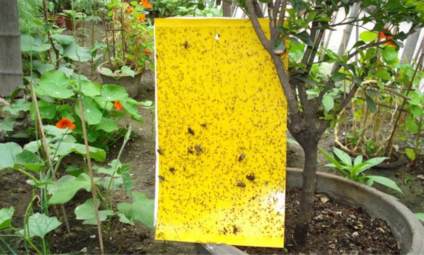 Image 1: Dual-Sided Yellow Sticky Traps