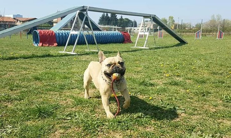 3 o 5 lezioni individuali di addestramento cinofilo a domicilio con Zen4pets (sconto fino a 51%)