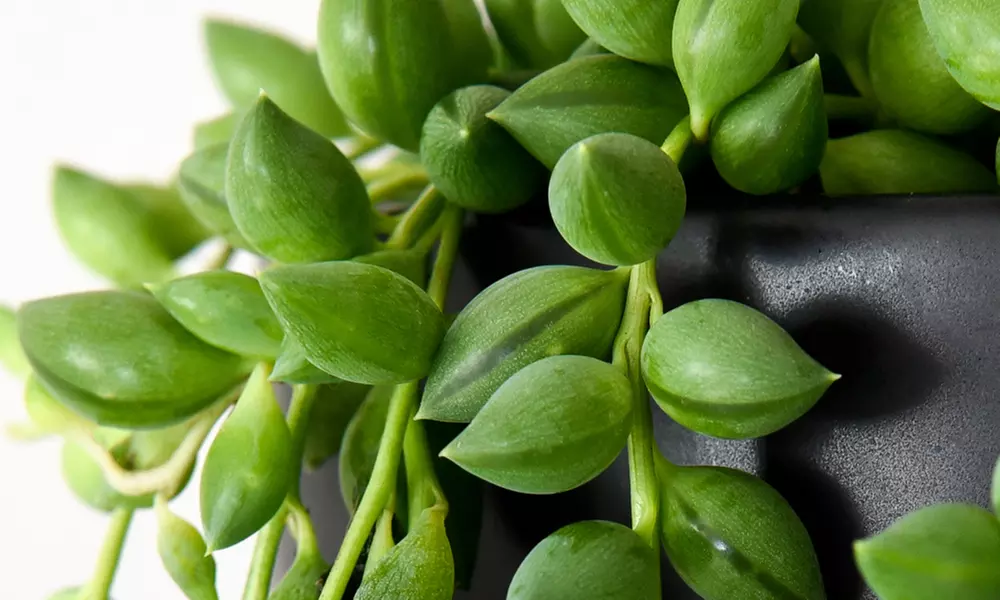 Mixed Selection of Hanging Houseplants - Potted Plants