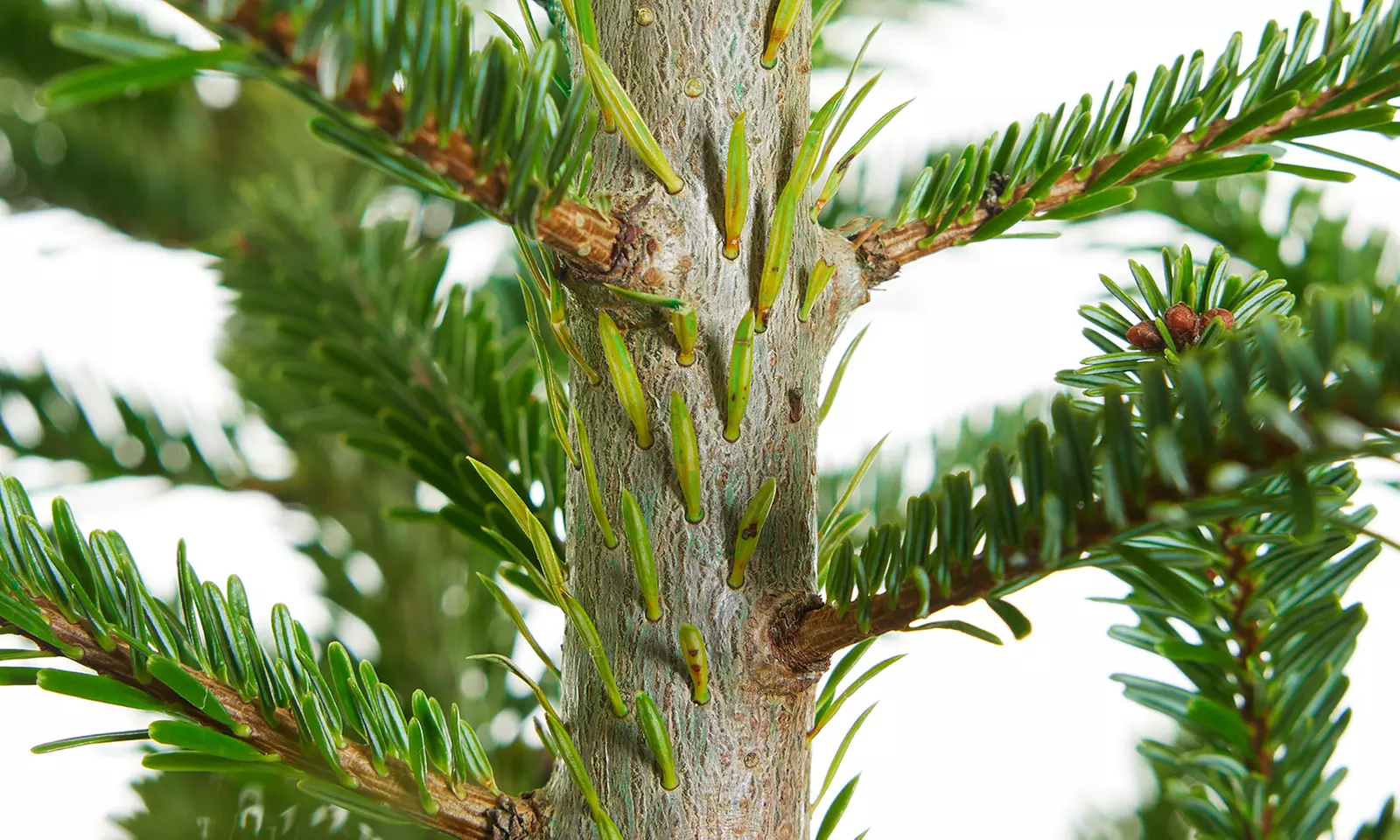 Frisch geschnittene Nordmann-Tanne als Weihnachtsbaum