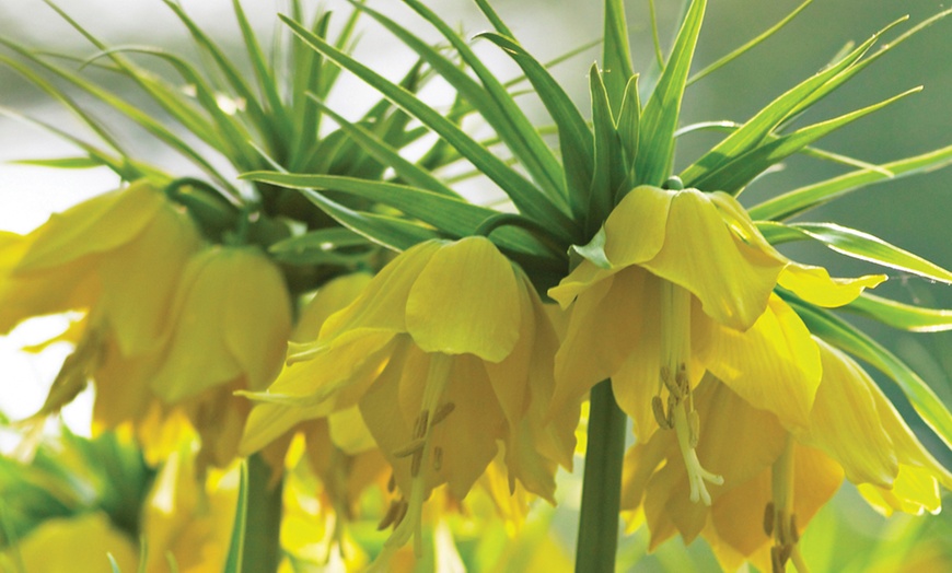 Image 3: Three Fritillaria Imperialis Bulbs