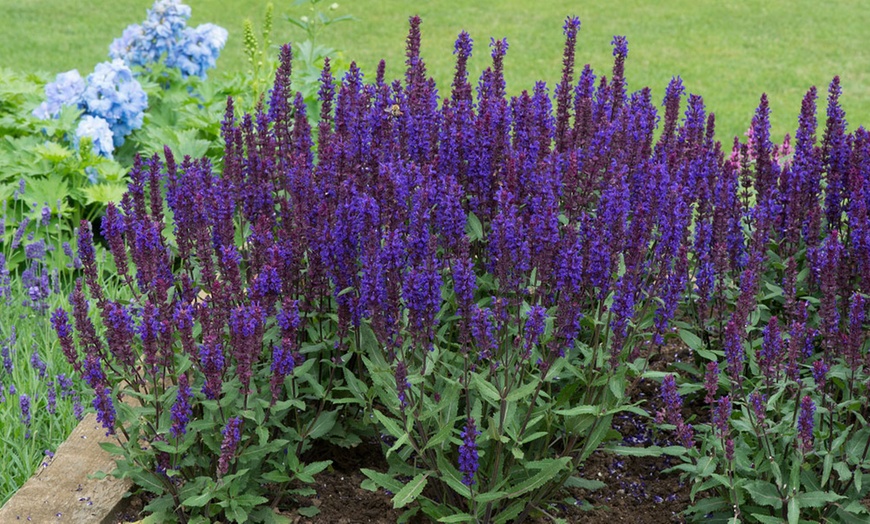 Image 1: 15 or 30 Salvia Nemorosa Salvatore Deep Blue Perennials