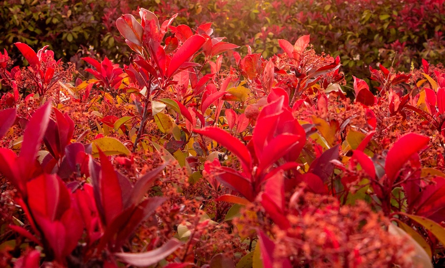 Image 1: 3 ou 6 plants de photinia fraseri "Red Robin"