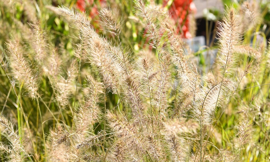 Image 4: One or Two Pennisetum alopecuroides Plants