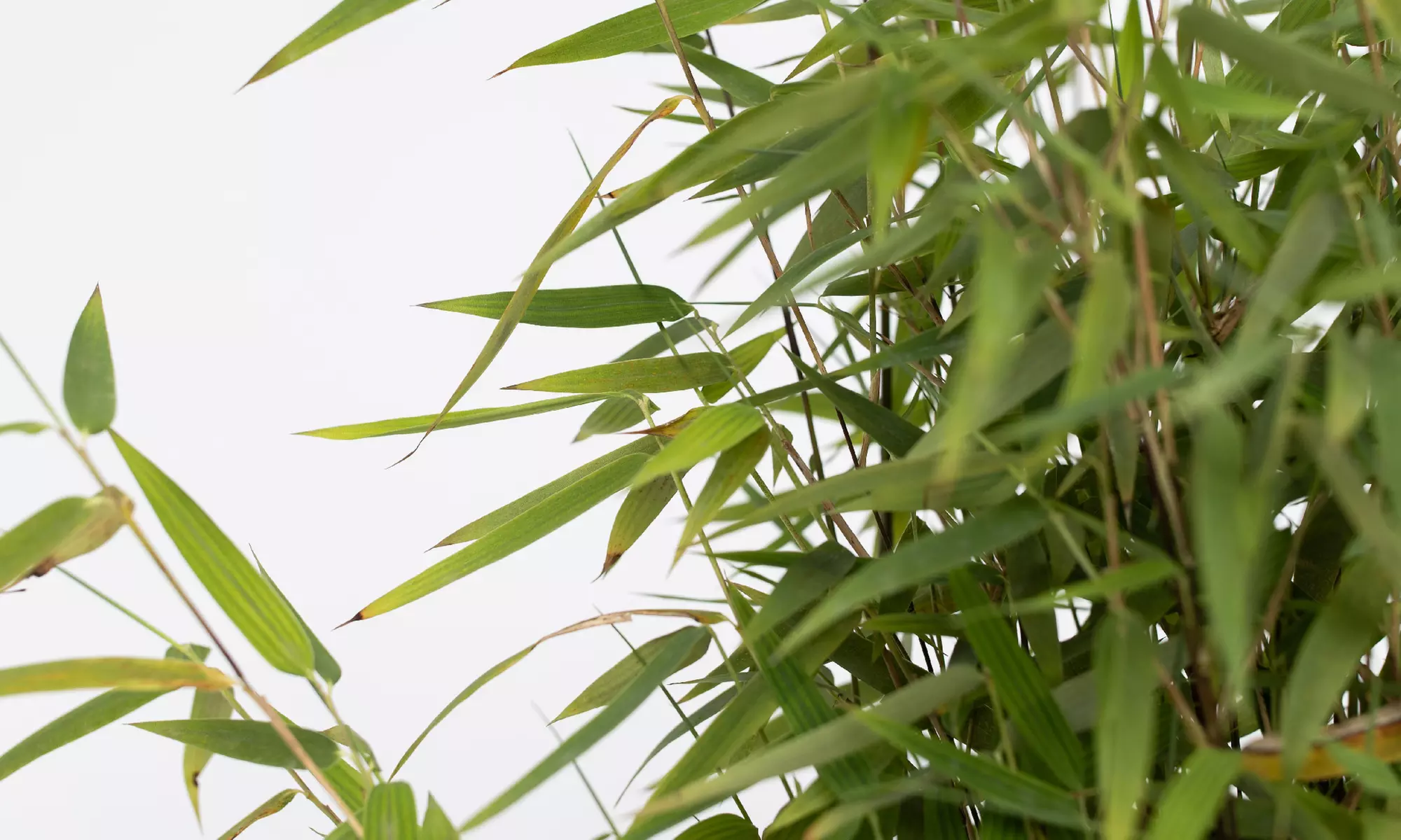 2x, 4x oder 6x Bambus „Red Dragon"