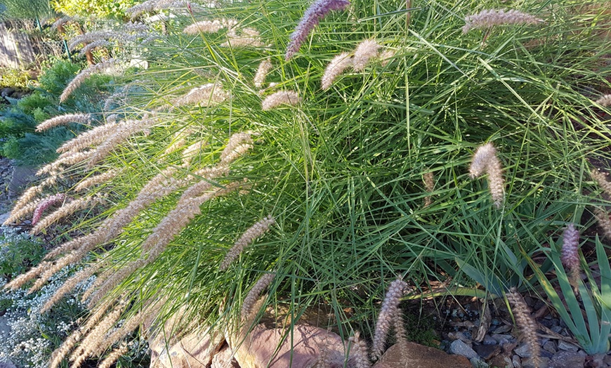 Image 2: One or Two Pennisetum alopecuroides Plants