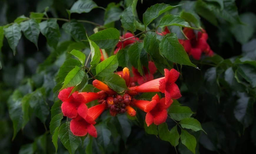 Image 1: Potted Climbing Campsis Plants (2 Litre Pots)

