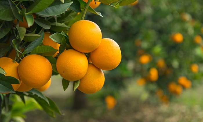 Mediterranean Fruit Trees 