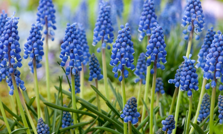 Image 3: 50, 100 of 200 Muscari bloembollen