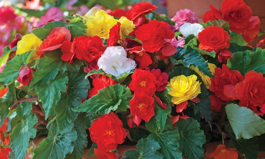 Image 5: Up to 40 Mixed Begonia Tubers
