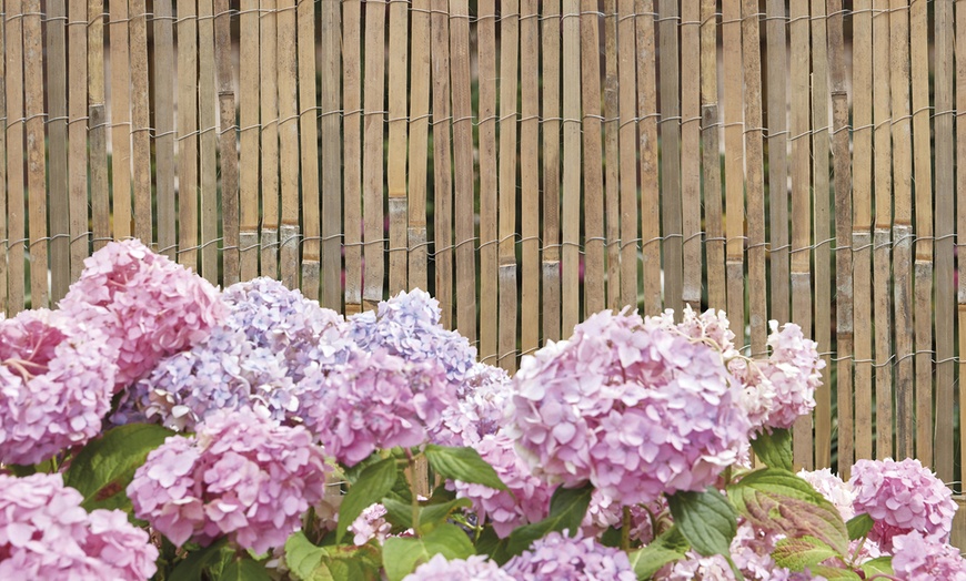 Image 2: Bamboo Slat Fences