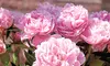 Sarah Bernhardt Peony Roots (3- or 6-Pack)
