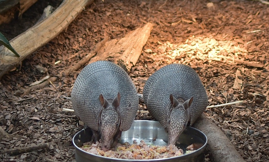 Image 11: Zanurz się w świecie egzotyki: bilety do Egzotarium w Sosnowcu 