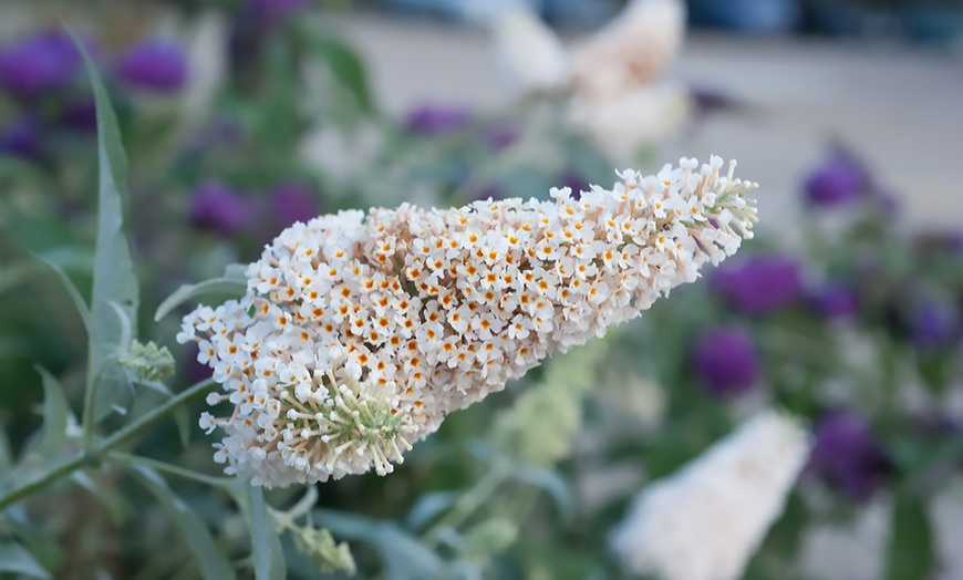 Image 1: One or Three Buddleja Buzz Ivory Hardy Shrub Plants