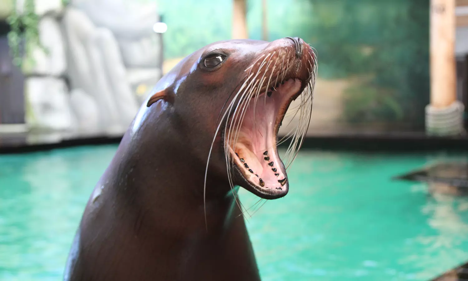 Einrittskarte "Dolfinarium" in Harderwijk, Niederlande für 1 Person