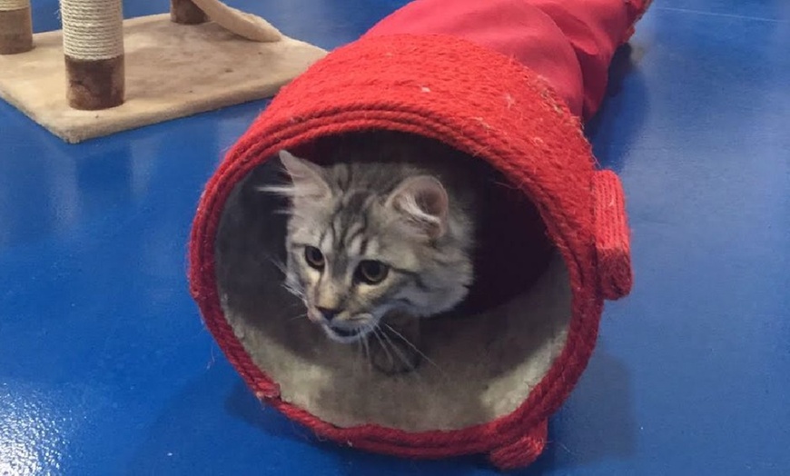 Image 4: Pet Boarding at PoshPaws Kennels and Cattery