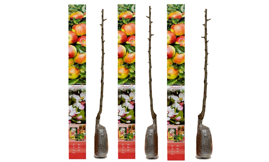 Image 11: Ensemble de 3 arbres fruitiers