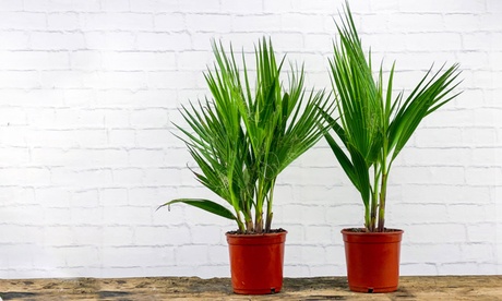 Set da 2 palme messicane Washingtonia