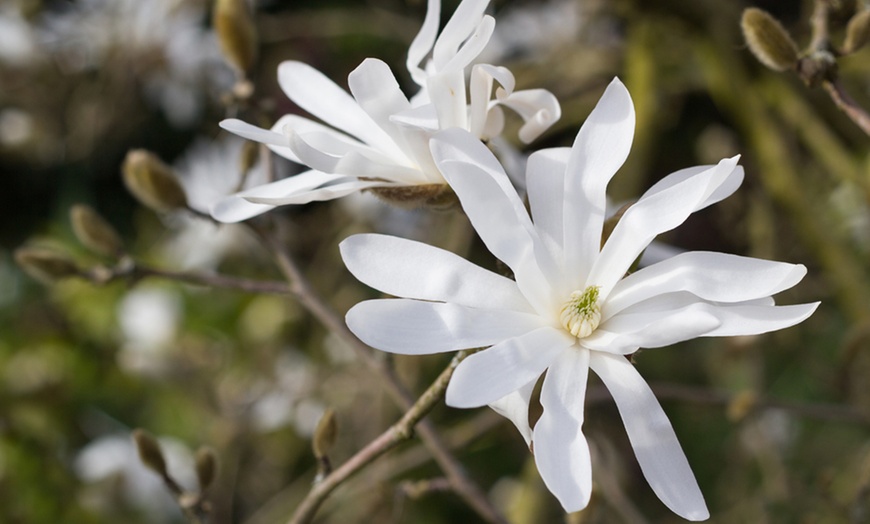 Image 1: Magnolia Trio Collection - 1 or 3 Potted Plants