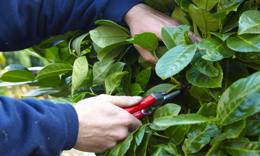 Image 2: Evergreen Laurel Hedge Plants