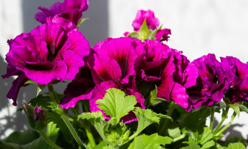 Image 2: Regal Pelargonium Plug Plants