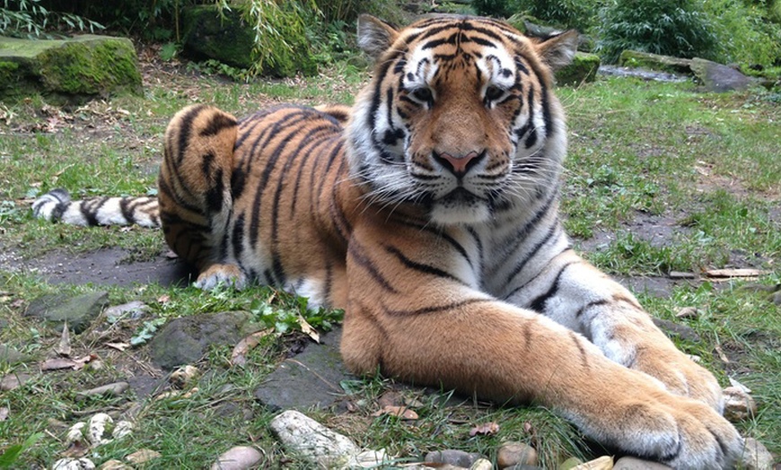 Image 4: Tiere hautnah erleben: Eintritt in den Allwetterzoo für Groß / Klein