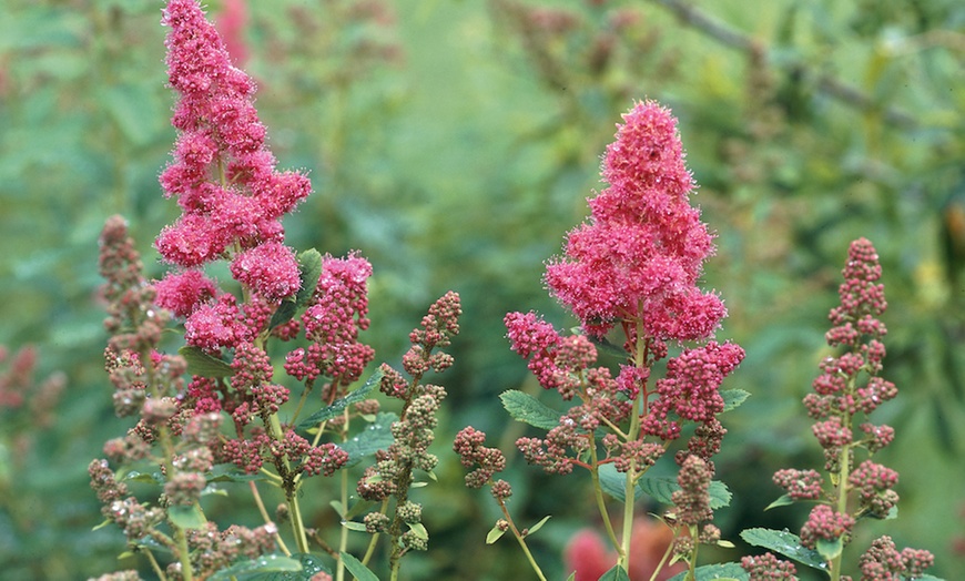 Image 11: 3 or 6 Dry Border Hardy Shrubs