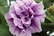 Scented Petunia Frills and Spills, 5, 10 or 20 Plants - Image 6