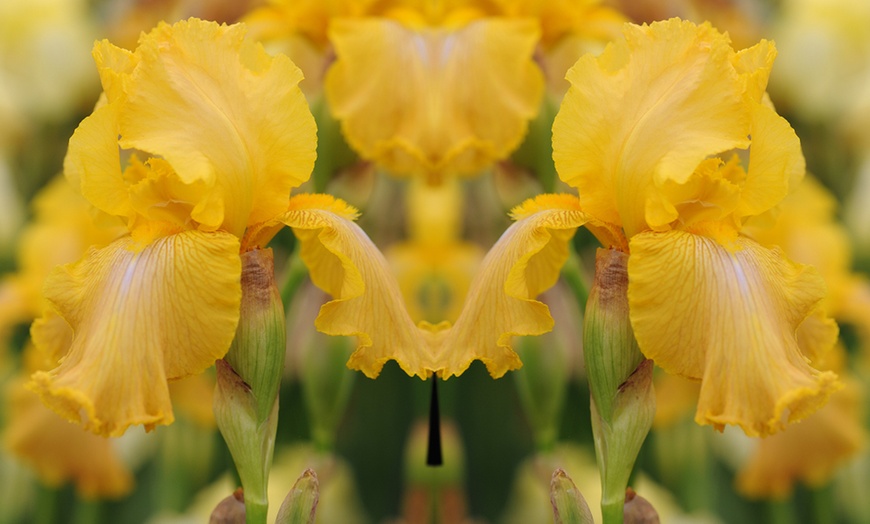 Image 5: Up to 10 Rhizomes of Iris Re-Blooming Collection