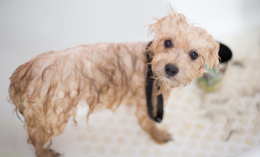 Image 4: Sesión de baño con ozono para perros en Peluquería Canina Muchas Patas