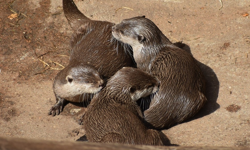 Image 6: Tageskarte - Allwetterzoo ʕ•ᴥ•ʔ