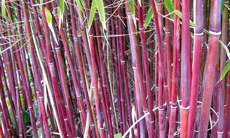 Image 2: Chinese Wonder Red Bamboo